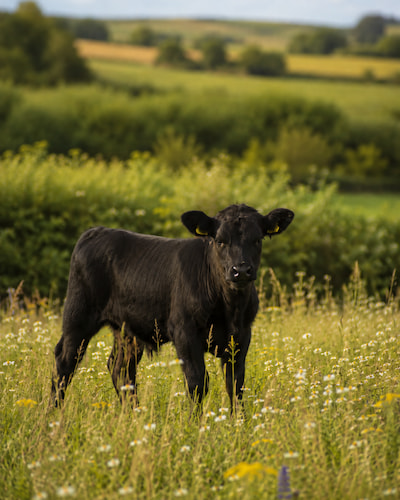 Dexter calf in field