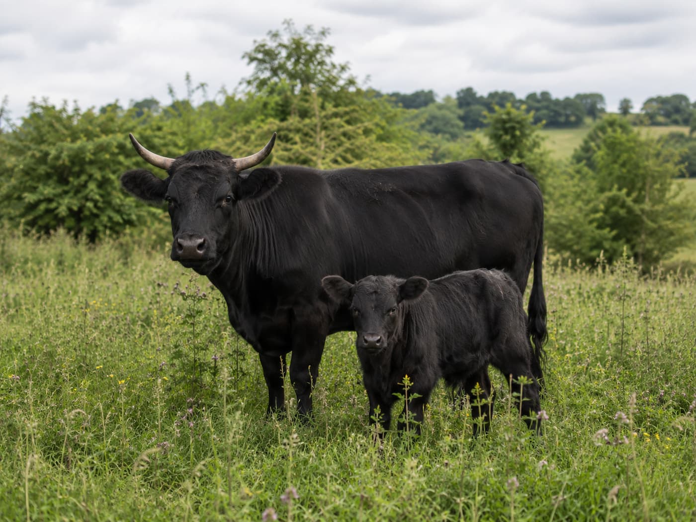 Black Dexter cow and calf standing in pasture
