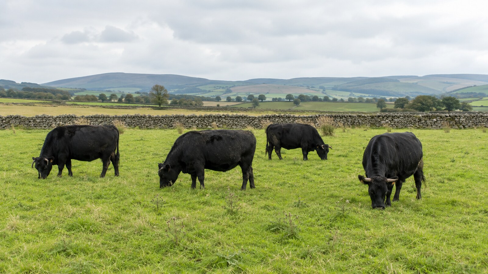 Four black Dexter cattle on grazing land near Penrith, Cumbria.