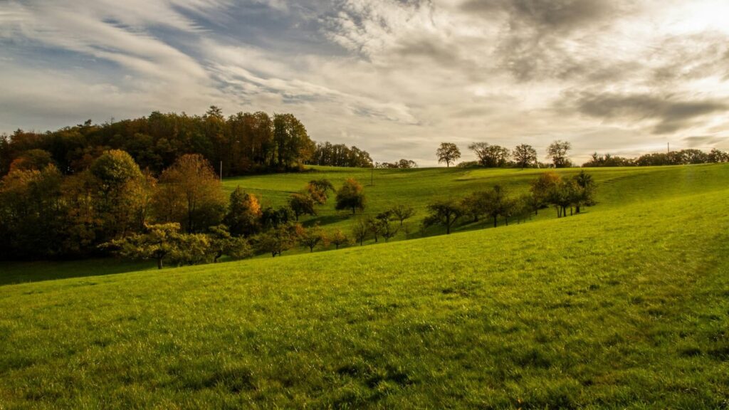 lush green field for 100% pasture-fed beef production