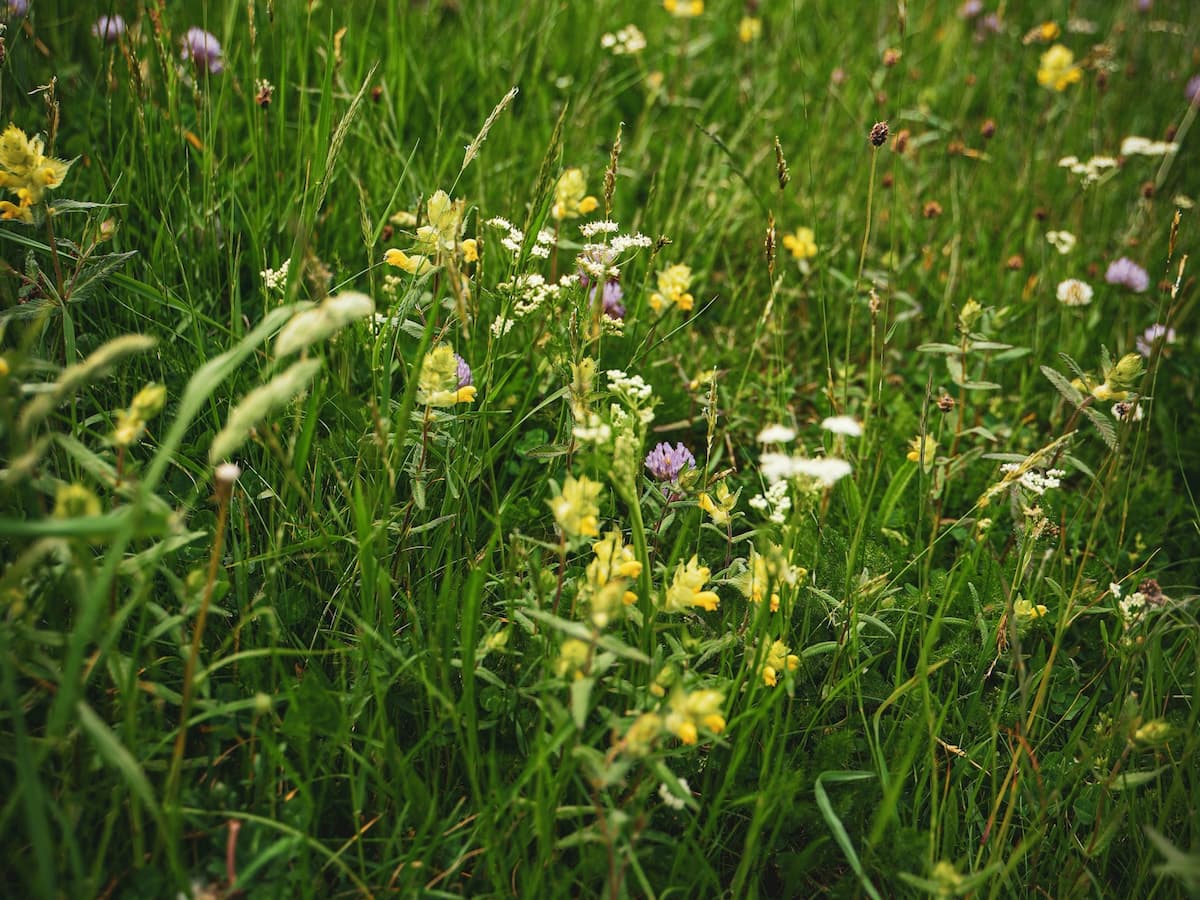 Species-rich pasture containing grasses, clovers, herbs and wildflowers
