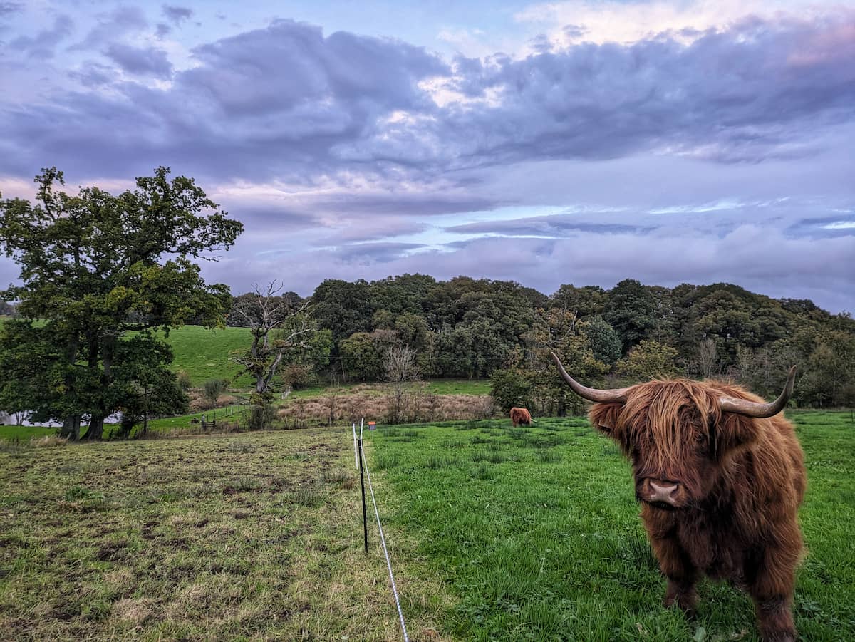 Highland cattle being strip grazed using temporary electric fencing