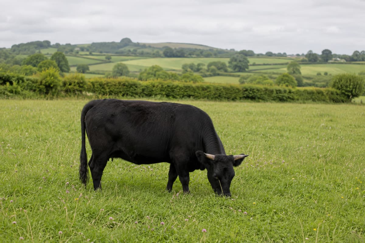 Black Dexter cattle grazing on pasture, illustrating individual animal provenance and pasture-raised beef