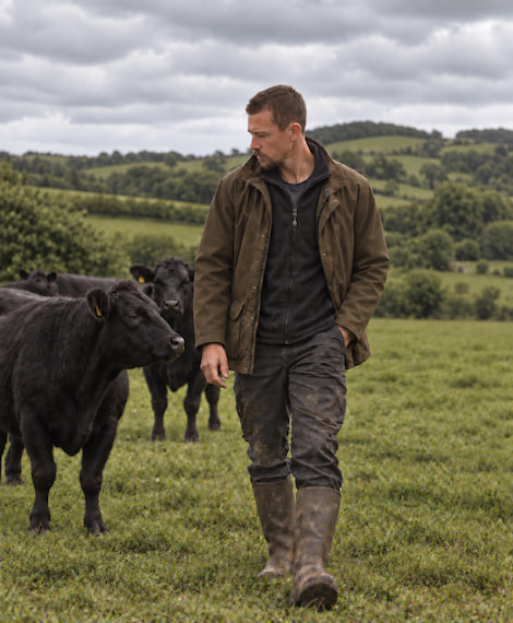 Farmer in a field with his Dexter cattle